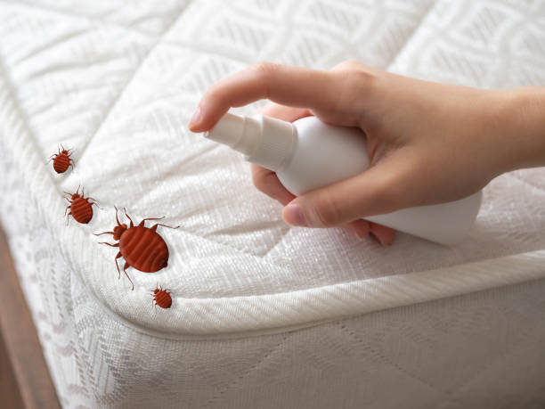 Best Bed Bug Extermination  in Van Wert, OH